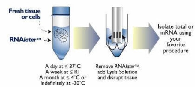 محلول پایدارکننده RNA (RNAlater) در فروشگاه آثل طب